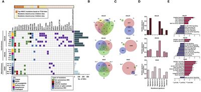 Transcriptomic convergence despite genomic divergence drive field cancerization in synchronous squamous tumors